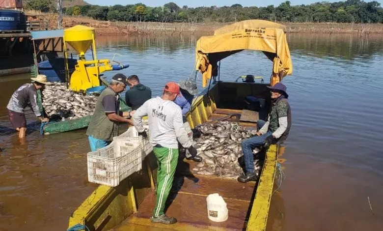 Morte de peixes no Manso pode ter sido crime ambiental, avalia Peixe BR