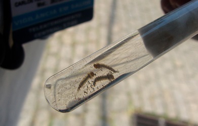 Município de Sr. do Bonfim está em risco de surto de dengue, zika e chikungunya