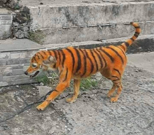 Tigre nas ruas da cidade