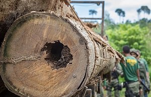 Bahia é o segundo estado que mais derrubou Mata Atlântica em 2020 