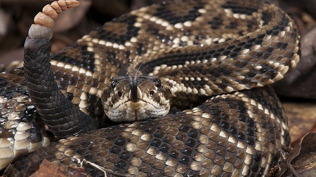 Covid grave é semelhante a picada de cobra cascavel, mostra estudo